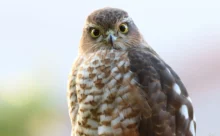 Loire-Atlantique - (Canon 7D Mark II - EF 300mm f/4L IS USM)