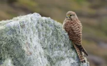 Finistère - (Canon R6 Mark II - RF 100-500 mm + 1.4x II)