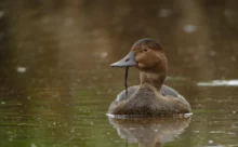 Loire-Atlantique - (Sony DSC W7 - Digiscopie)