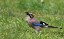 Loire-Atlantique - (Canon 7D Mark II - EF 300mm f/4L IS USM)