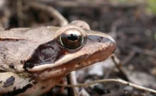 Loire-Atlantique - (Sony DSC W7)