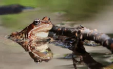 Finlande - (Canon 7D Mark II - EF 300mm f/4L IS USM + 1.4x II)