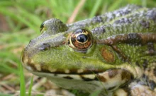 Loire-Atlantique - (Canon 7D Mark II - EF 300mm f/4L IS USM)