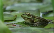 Loire-Atlantique - (Canon 7D Mark II - EF 300mm f/4L IS USM)
