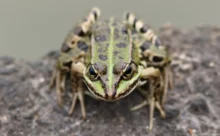 Loire-Atlantique - (Canon 7D Mark II - EF 300mm f/4L IS USM)