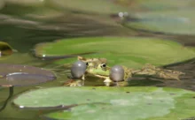 Croatie - (Canon 7D Mark II - EF 300mm f/4L IS USM + 1.4x II)