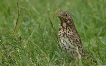 Loire-Atlantique - (Canon 7D Mark II - EF 300mm f/4L IS USM + 1.4x II)