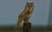Vendée - (Canon 7D Mark II - EF 300mm f/4L IS USM + 1.4x II)