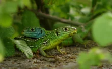 Loire-Atlantique - (Canon 7D Mark II - EF 300mm f/4L IS USM)