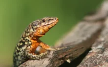 Loire-Atlantique - (Canon 7D Mark II - EF 300mm f/4L IS USM)