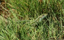 Loire-Atlantique - (Canon 7D Mark II - EF 300mm f/4L IS USM)