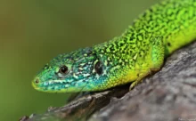 Loire-Atlantique - (Canon 7D Mark II - EF 300mm f/4L IS USM)