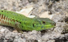 Croatie - (Canon 7D Mark II - EF 300mm f/4L IS USM + 1.4x II)