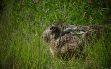 Loire-Atlantique - (Canon 7D Mark II - EF 300mm f/4L IS USM + 1.4x II)