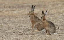 Loire-Atlantique - (Canon 7D Mark II - EF 300mm f/4L IS USM + 1.4x II)