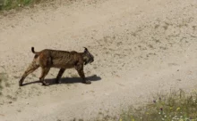 Espagne - (Canon 7D Mark II - EF 300mm f/4L IS USM + 1.4x II)
