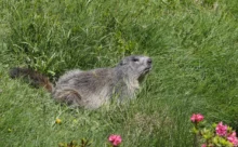 Espagne - (Canon 7D Mark II - EF 300mm f/4L IS USM + 1.4x II)