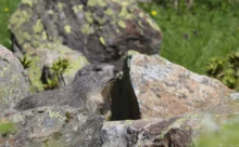 Espagne - (Canon 7D Mark II - EF 300mm f/4L IS USM + 1.4x II)