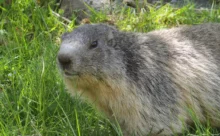 Espagne - (Canon 7D Mark II - EF 300mm f/4L IS USM)