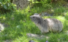 Espagne - (Canon 7D Mark II - EF 300mm f/4L IS USM + 1.4x II)