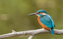 Loire-Atlantique - (Canon R6 Mark II - RF 100-500 mm + 1.4x II)