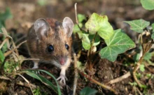 Loire-Atlantique - (Canon 7D Mark II - EF 100mm f/2.8 Macro USM)