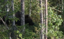 Finlande - (Canon 7D Mark II - EF 300mm f/4L IS USM + 1.4x II)