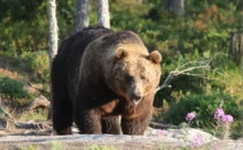 Finlande - (Canon 7D Mark II - EF 300mm f/4L IS USM + 1.4x II)