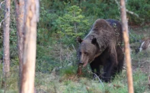 Finlande - (Canon 7D Mark II - EF 300mm f/4L IS USM + 1.4x II)
