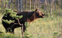 Finlande - (Canon 7D Mark II - EF 300mm f/4L IS USM + 1.4x II)