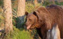 Finlande - (Canon 7D Mark II - EF 300mm f/4L IS USM + 1.4x II)