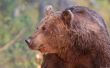 Finlande - (Canon 7D Mark II - EF 300mm f/4L IS USM + 1.4x II)