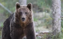 Finlande - (Canon 7D Mark II - EF 300mm f/4L IS USM + 1.4x II)