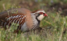 Loire-Atlantique - (Canon 7D Mark II - EF 300mm f/4L IS USM + 1.4x II)