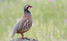 Loire-Atlantique - (Canon 7D Mark II - EF 300mm f/4L IS USM + 1.4x II)