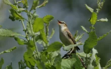 Loire-Atlantique - (Canon 7D Mark II - EF 300mm f/4L IS USM + 1.4x II)