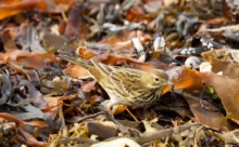 Finistère - (Canon R6 Mark II - RF 100-500 mm + 1.4x II)