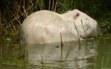 Espagne - (Canon 7D Mark II - EF 300mm f/4L IS USM + 1.4x II)