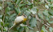Finistère - (Canon R6 Mark II - RF 100-500 mm + 1.4x II)