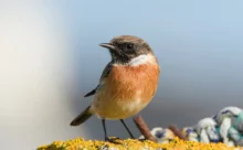 Finistère - (Canon R6 Mark II - RF 100-500 mm + 1.4x II)