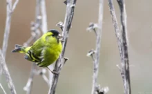 Loire-Atlantique - (Canon 7D Mark II - EF 300mm f/4L IS USM)