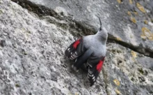 Maine et Loire - (Canon 7D Mark II - EF 300mm f/4L IS USM + 1.4x II)