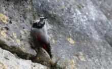 Maine et Loire - (Canon 7D Mark II - EF 300mm f/4L IS USM + 1.4x II)
