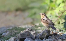 Seine Maritime - (Canon 7D Mark II - EF 300mm f/4L IS USM + 1.4x II)