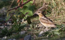 Seine Maritime - (Canon 7D Mark II - EF 300mm f/4L IS USM + 1.4x II)