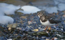 Loire-Atlantique - (Canon R6 Mark II - RF 100-500 mm + 1.4x II)