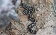 Espagne - (Canon 7D Mark II - EF 300mm f/4L IS USM + 1.4x II)