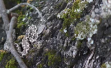 Espagne - (Canon 7D Mark II - EF 300mm f/4L IS USM + 1.4x II)