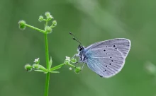 Bulgarie - (Canon R6 Mark III - RF 100-500 mm + 1.4x II)