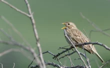 Bulgarie - (Canon R6 Mark III - RF 100-500 mm + 1.4x II)